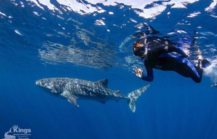 Walhai-Schwimmen Tour Ningaloo Reef, Exmouth – Kings