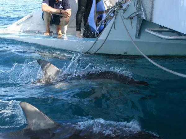 Delfinschwimmen