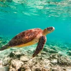 Bali Intro turtle