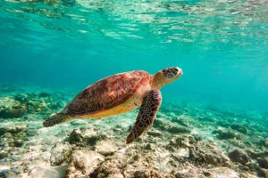 Bali Intro turtle
