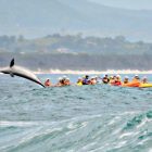 Delfin Kajak Tour