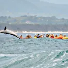 Delfin Kajak Tour