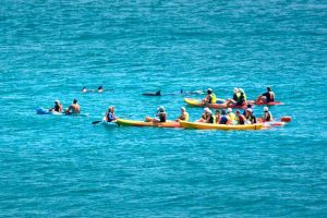 Delfin Kajak Tour 3