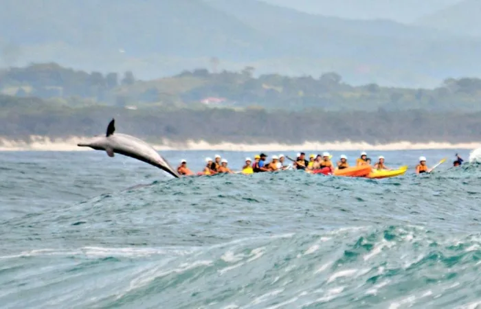 Delfin Kajak Tour