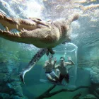 Schwimme mit einem Krokodil