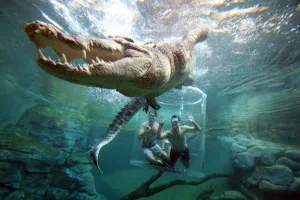 Schwimme mit einem Krokodil