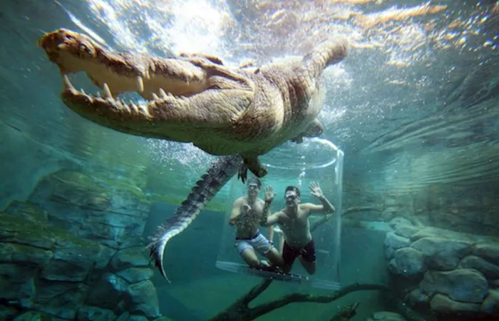 Schwimme mit einem Krokodil