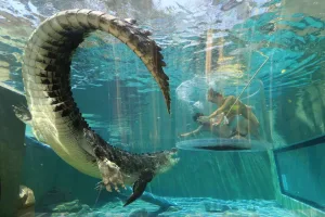 Schwimme mit einem Krokodil