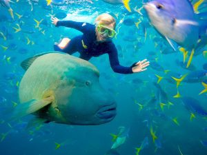 Whitsundays Tagestour Schnorhel