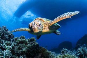 great barrier reef Schnorchel tour