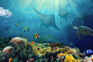 greatreef-2-jpg