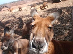 perth nach exmouth kangaroo