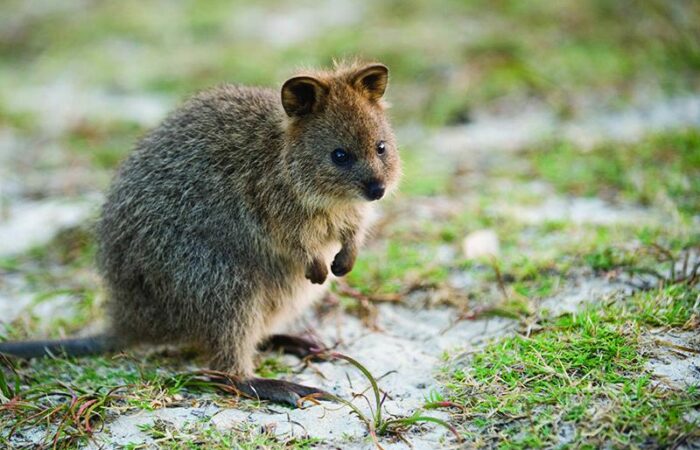 Rottnest Island: Package with ferry, bike and snorkel rental