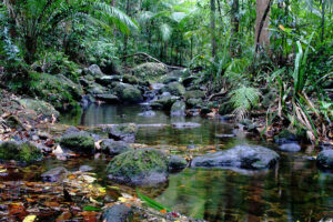 regenwald-bei-cairns-fcbc58be-d8b6-474d-96bf-ea48c1f7f428