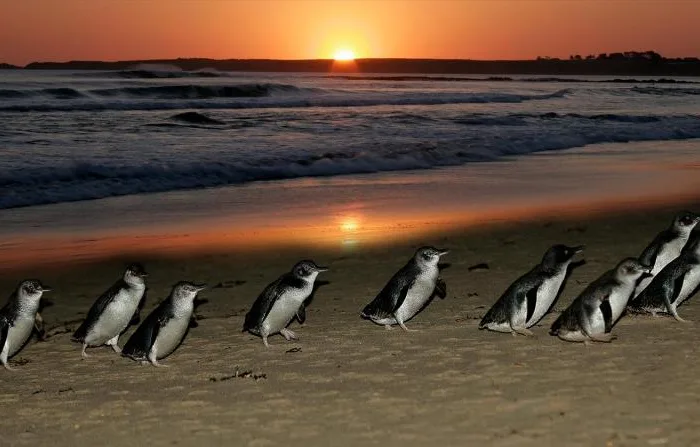 Phillip Island Tagestour – Autopia Tours