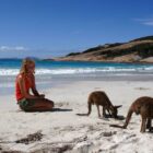 Lucky Bay Kangaroos