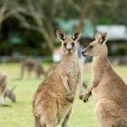 Grampians Känguru