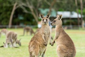 Grampians Känguru