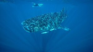 Ningaloo-Reef-Australien