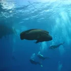 tauchkurs fish
