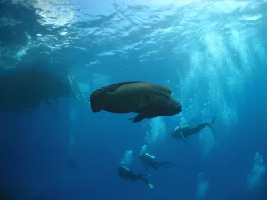 tauchkurs fish