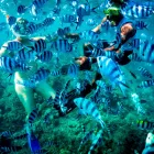 fiji resise fisch
