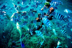 fiji resise fisch