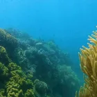 spank me snorkel