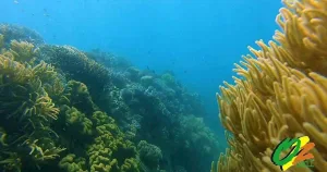 spank me snorkel