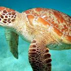reef daytripper