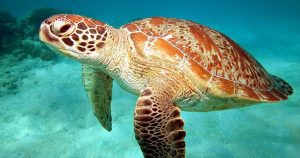 reef daytripper
