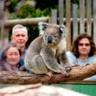 Phillip Island Tour