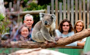Phillip Island Tour