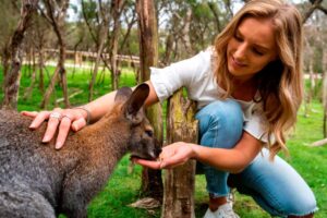Phillip Island Tour