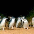 Phillip Island Tour