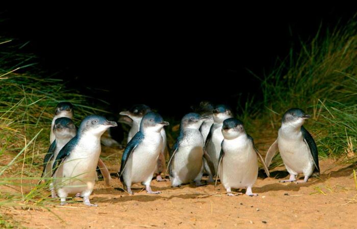 Phillip Island Tour