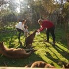 Phillip Island Tour