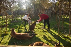 Phillip Island Tour