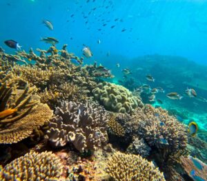 Great Barrier Reef Schnorchel Tour